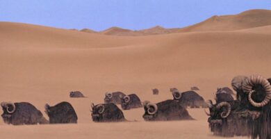 What Do Banthas Eat In Star Wars What Is A Bantha Fodder 00